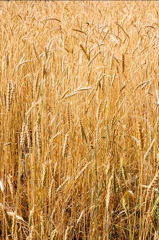 Ripe wheat crop on terraces ready for harvest in district Tehri-Garhwal, Uttarakhand